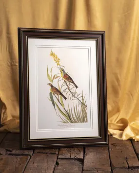 Black Throated Bunting Bird - Framed Wall Art