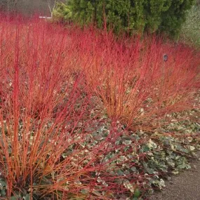 Cornus sanguinea Anny's Winter Orange